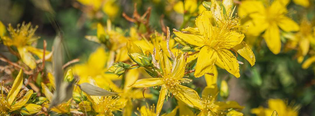 JOHANNESÖRT | Hästfoder för välmående hästar