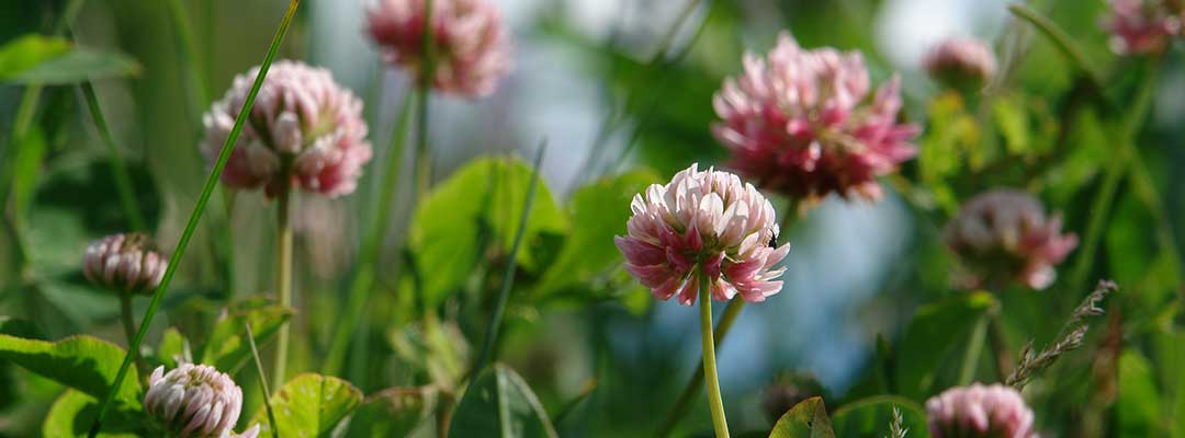 GIFTIGE PLANTEN OP DE WEIDE | Paardenvoer voor gezonde paarden